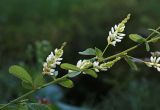 Lespedeza tomentosa