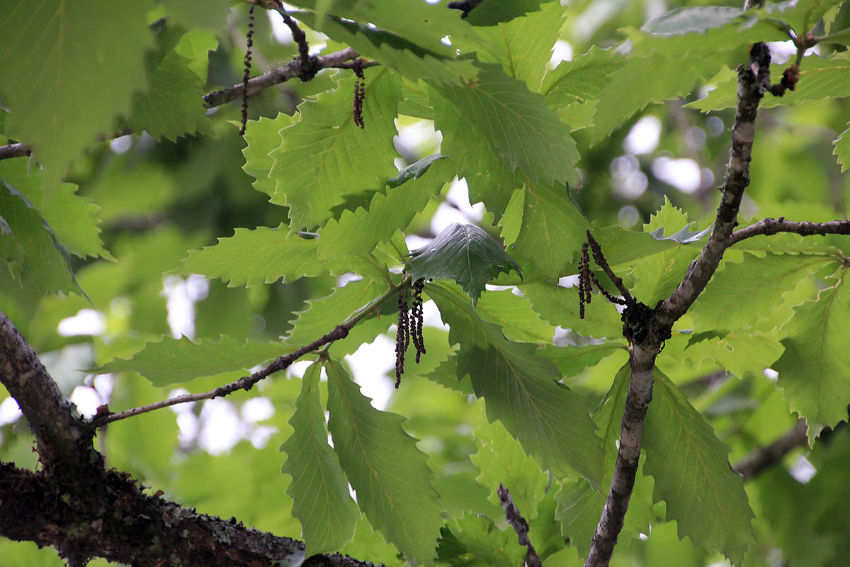 Изображение особи род Quercus.