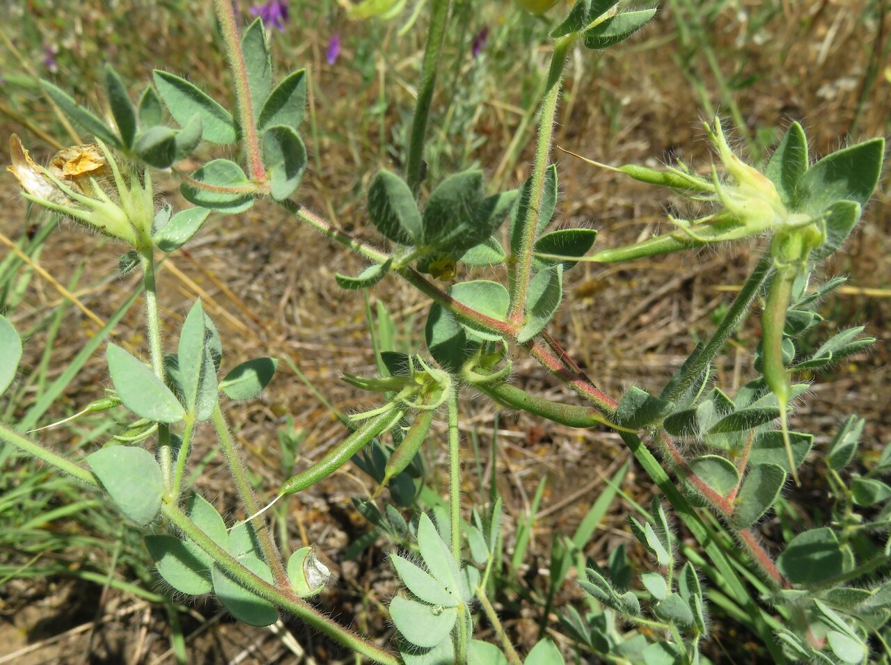 Изображение особи Lotus aegaeus.