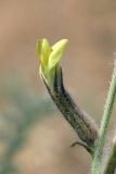 Astragalus turczaninowii