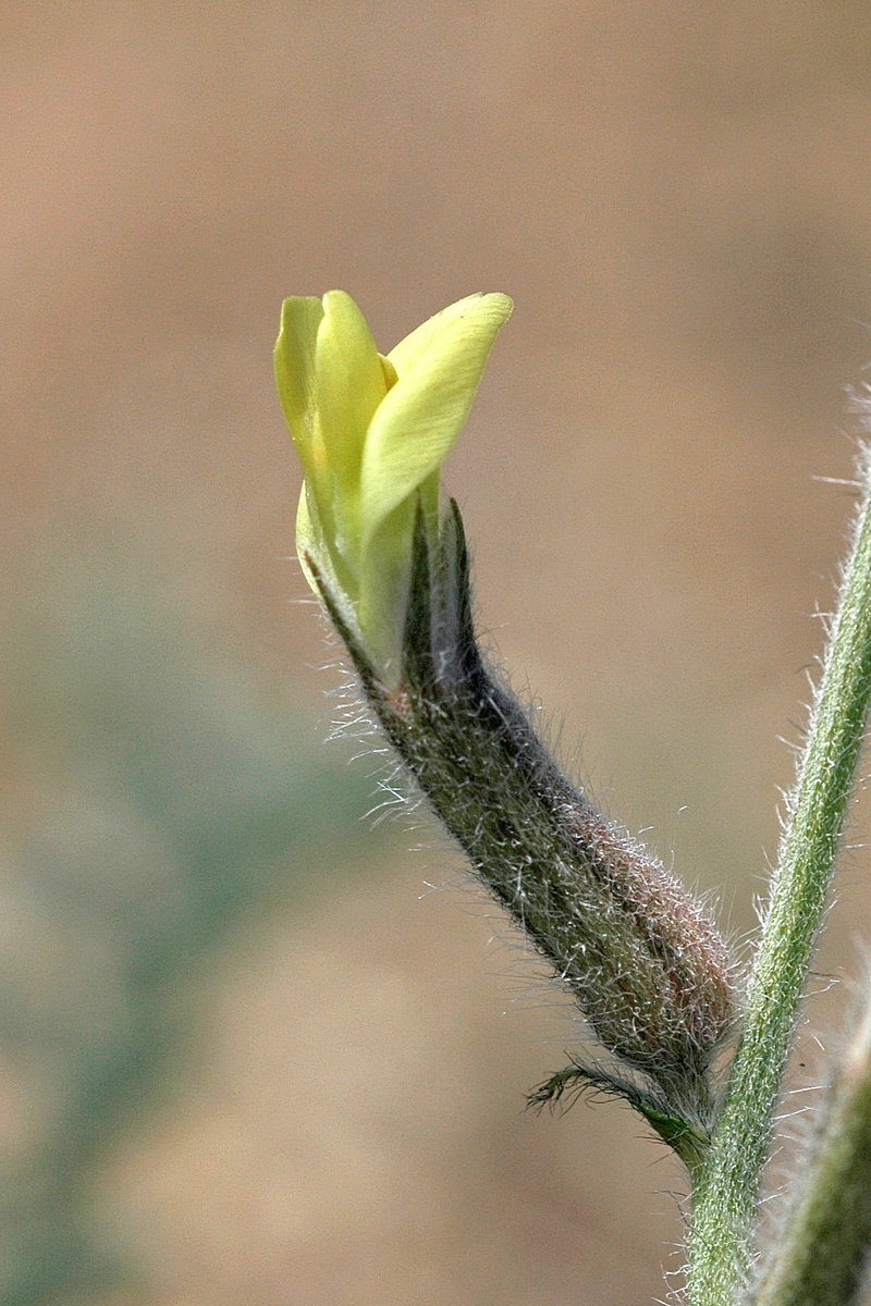 Изображение особи Astragalus turczaninowii.