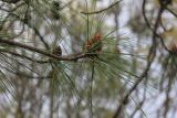 genus Pinus. Верхушка побега с микростробилами. Китай, провинция Юньнань, нац. парк \"Шилинь\". 06.03.2017.