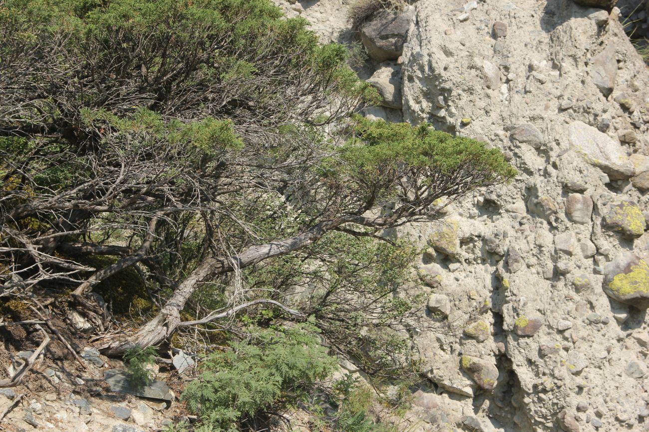 Image of Juniperus sabina specimen.