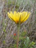 Tragopogon pusillus. Верхушка побега с соцветием. Восточный Крым, хр. Биюк-Янышар. 25 апреля 2021 г.
