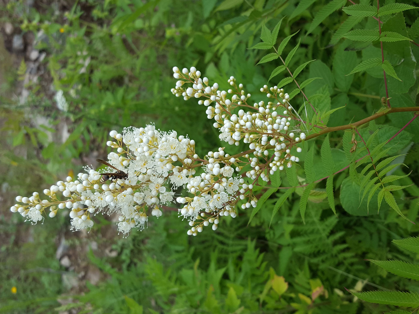 Изображение особи Sorbaria sorbifolia.