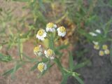 Achillea cartilaginea. Цветущее растение. Челябинская обл., Октябрьский р-н, с. Кочердык, ПП оз. Сладкое. 21.08.2010.