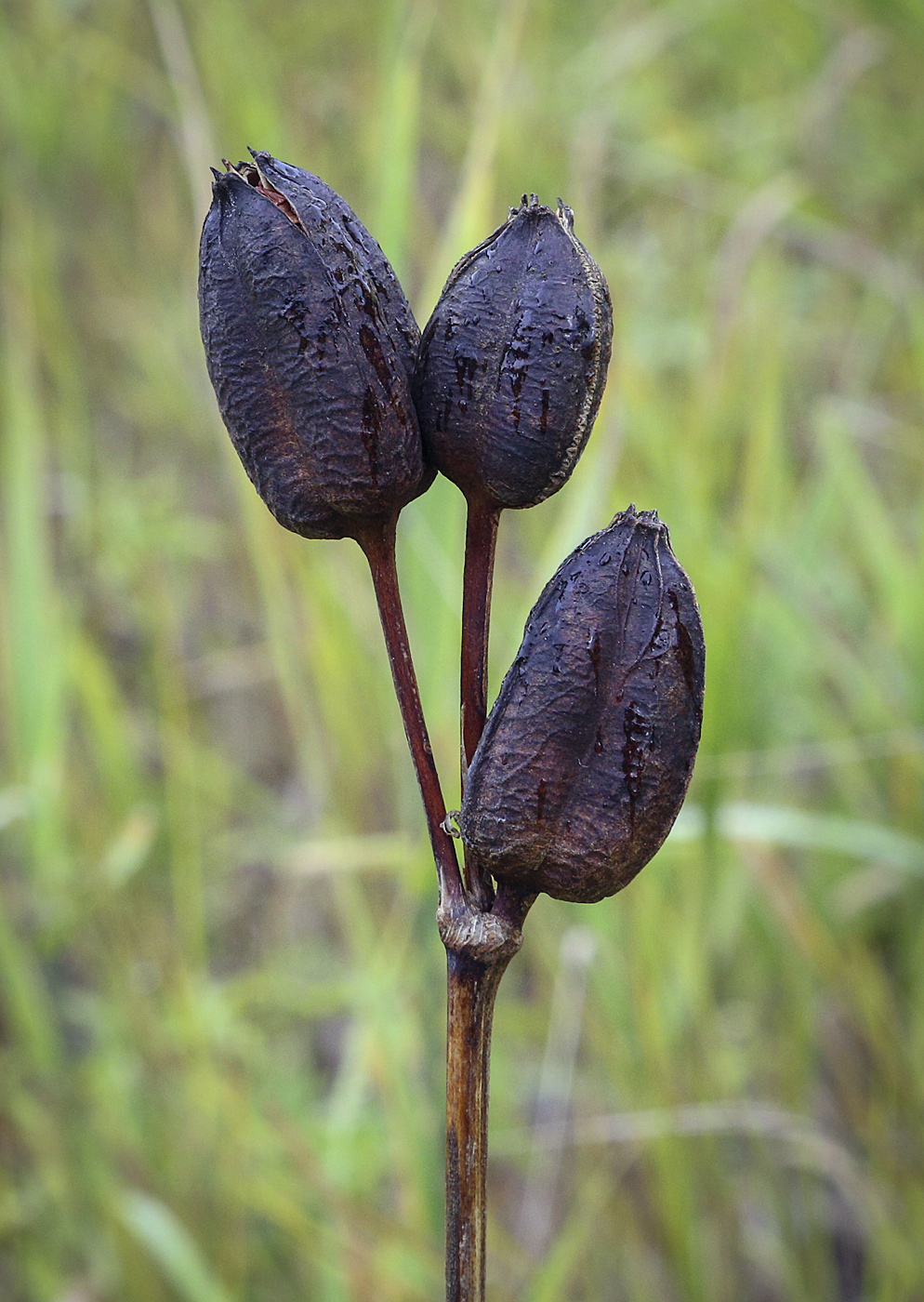 Изображение особи Iris sibirica.