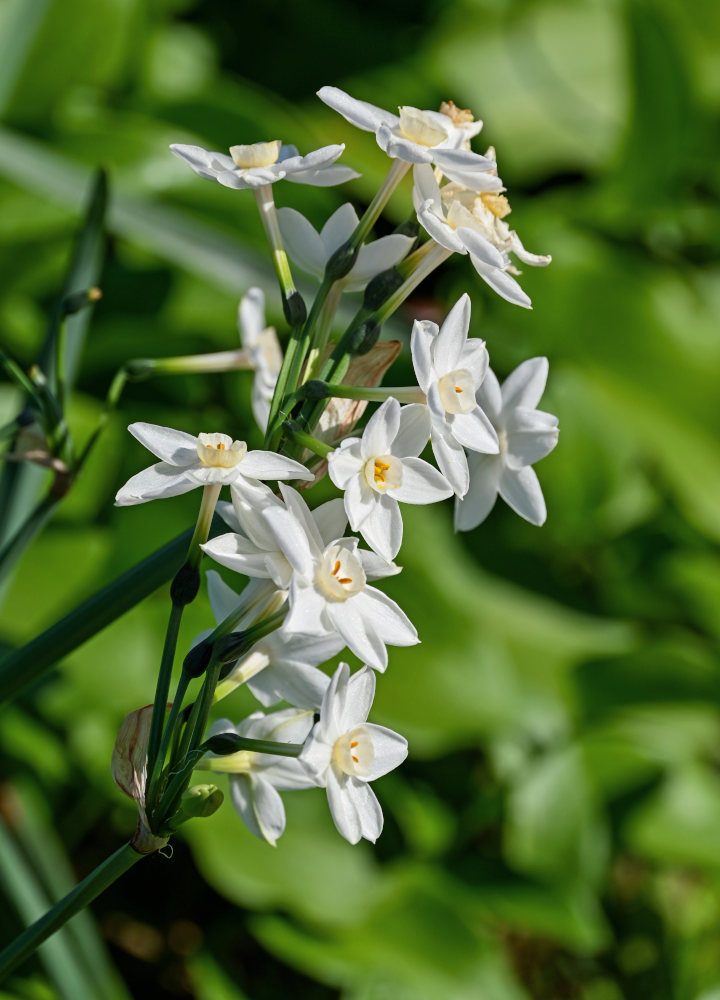 Image of Narcissus papyraceus specimen.