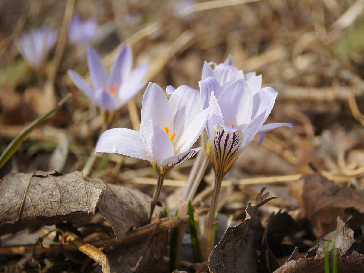 Image of Crocus reticulatus specimen.