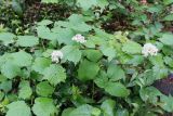 Viburnum orientale