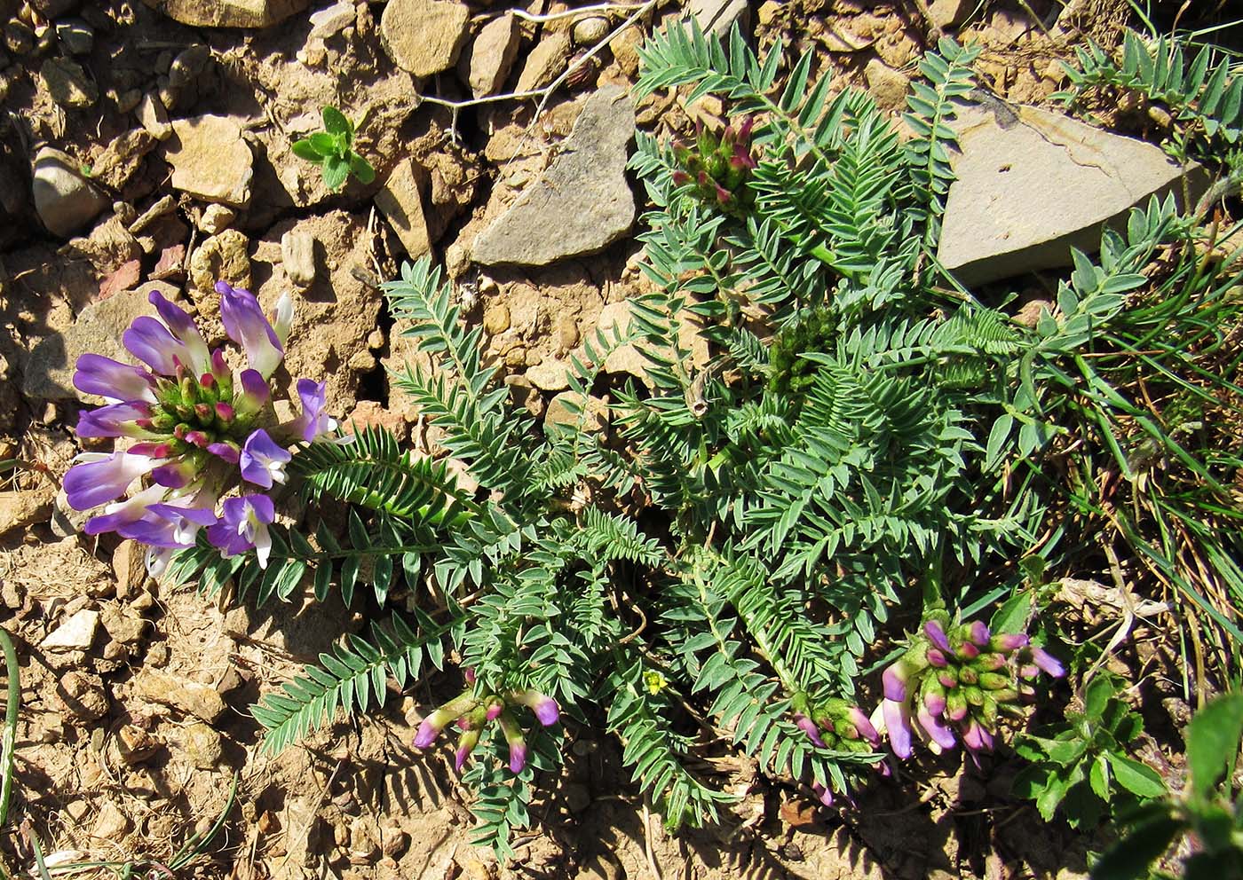 Image of Astragalus masenderanus specimen.