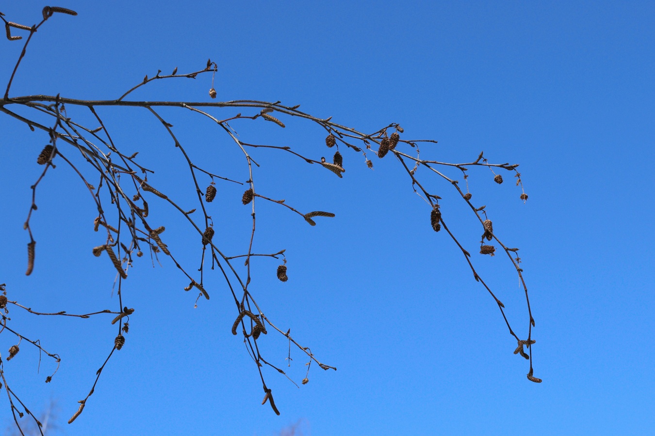 Изображение особи Betula papyrifera.