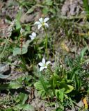 Parnassia laxmannii