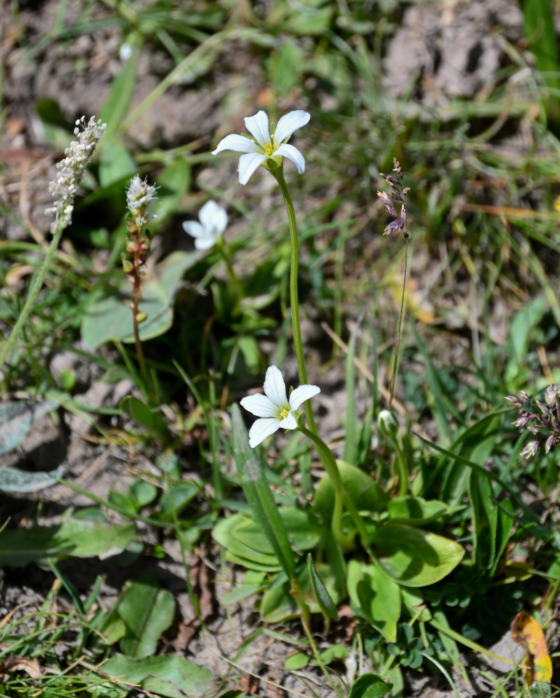 Изображение особи Parnassia laxmannii.