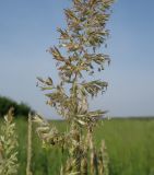 Koeleria macrantha. Часть соцветия. Луганская народная республика, г. Луганск, окр. пос. Вергунский Разъезд, пологий степной склон ниже шоссе. 19.05.2023.