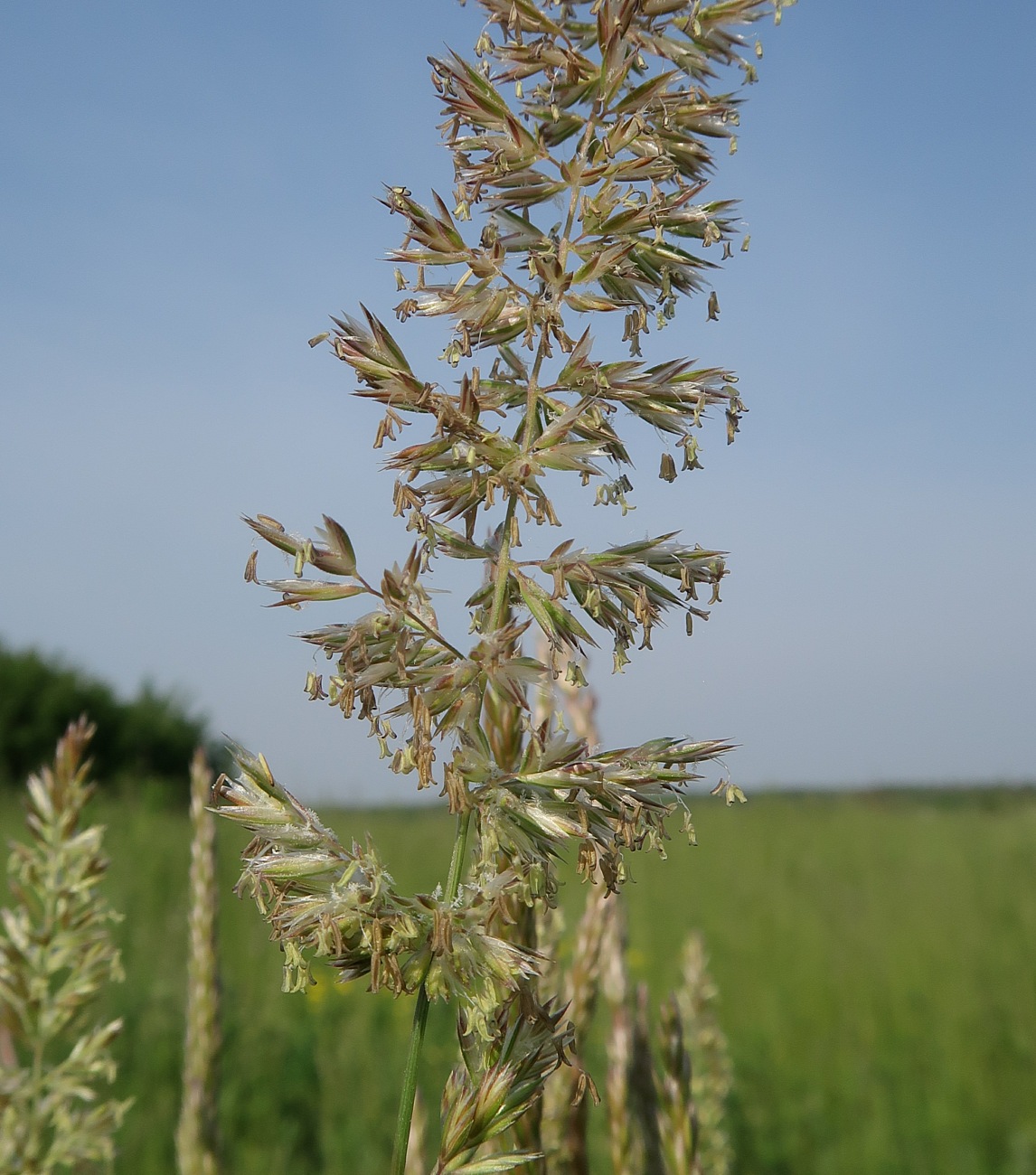 Image of Koeleria macrantha specimen.