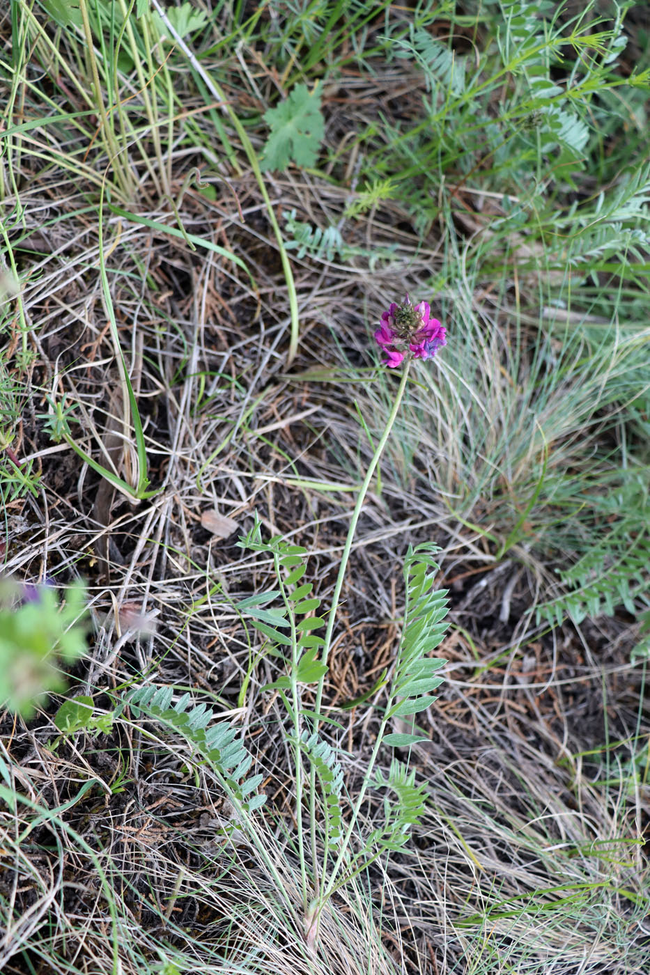 Image of Oxytropis lehmannii specimen.