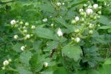 Rubus allegheniensis