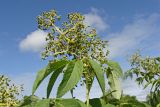 Sambucus sibirica