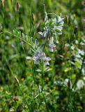 Vicia pannonica. Верхушка цветущего растения. Грузия, Самцхе-Джавахети, окр. г. Ахалцихе, луг. 14.06.2023.