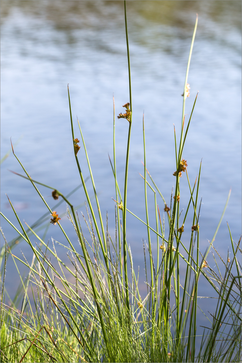 Image of Juncus effusus specimen.