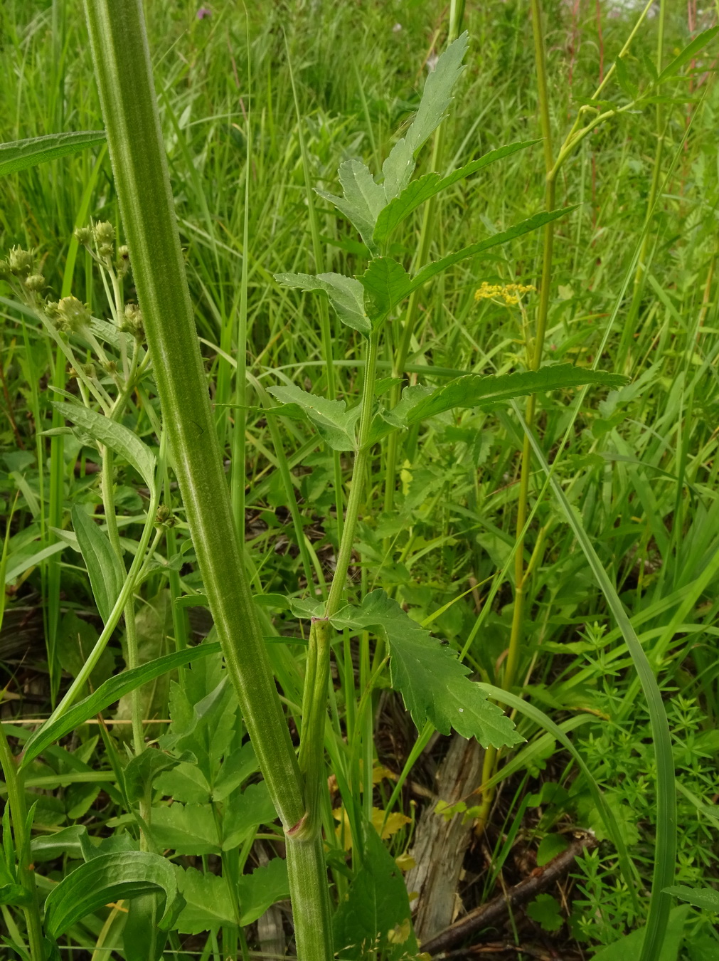 Изображение особи Pastinaca sylvestris.