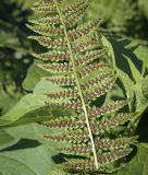 Athyrium filix-femina. Часть спороносящей вайи (абаксиальная поверхность). Пермский край, г. Пермь, Кировский р-н, клумба, в культуре. 03.09.2023.