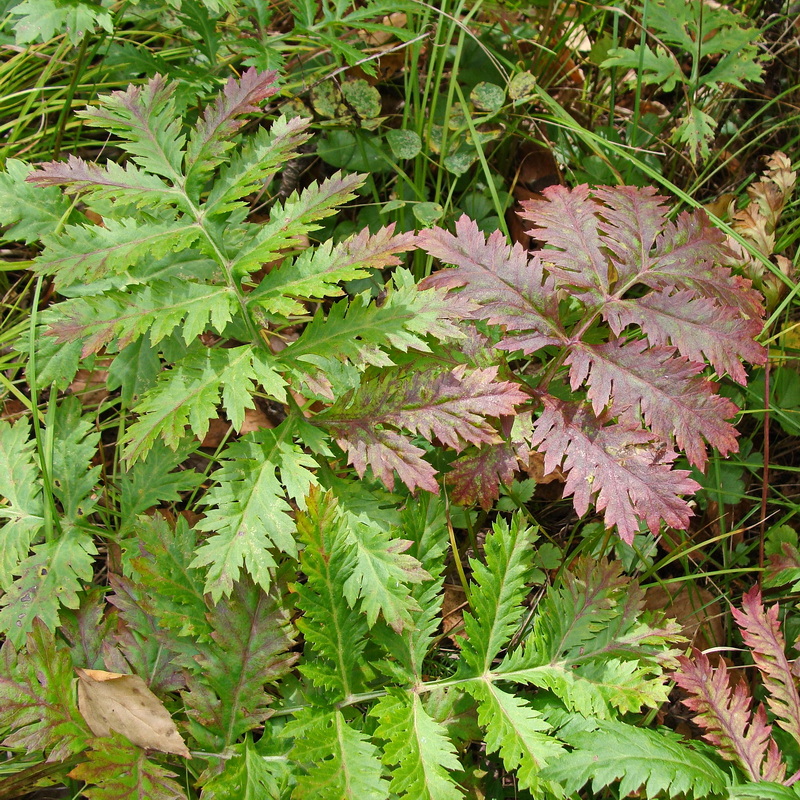 Image of Artemisia maximovicziana specimen.