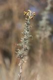 Artemisia pontica