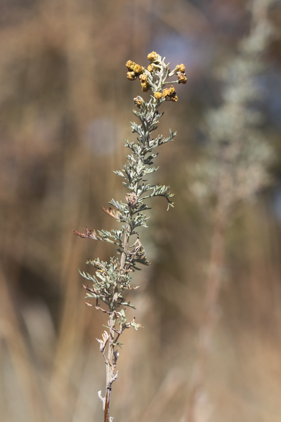 Image of Artemisia pontica specimen.