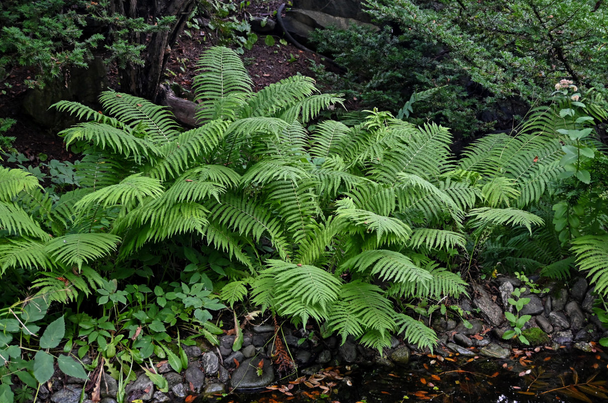 Image of Matteuccia struthiopteris specimen.