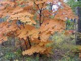 Acer pseudosieboldianum