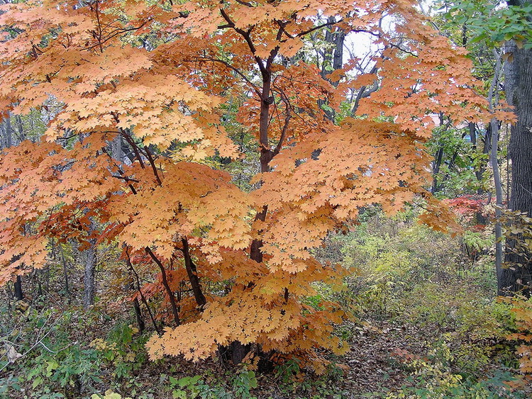 Image of Acer pseudosieboldianum specimen.