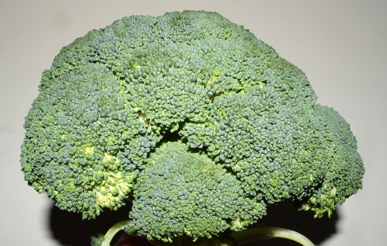 Image of Brassica oleracea var. italica specimen.