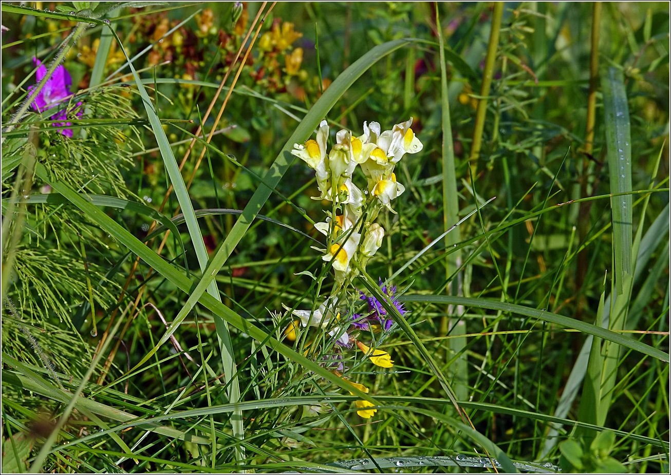 Изображение особи Linaria vulgaris.