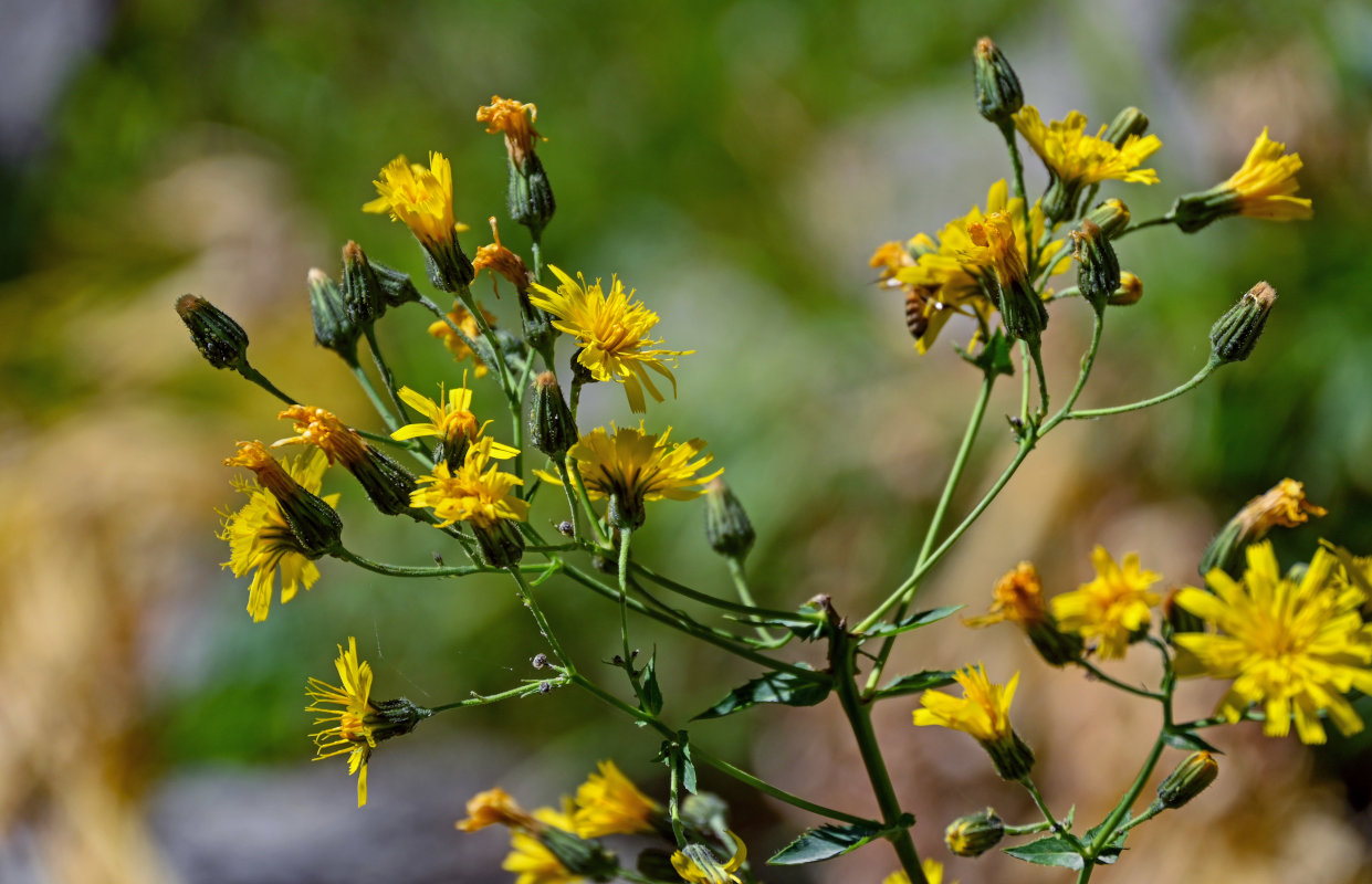 Image of Hieracium virosum specimen.