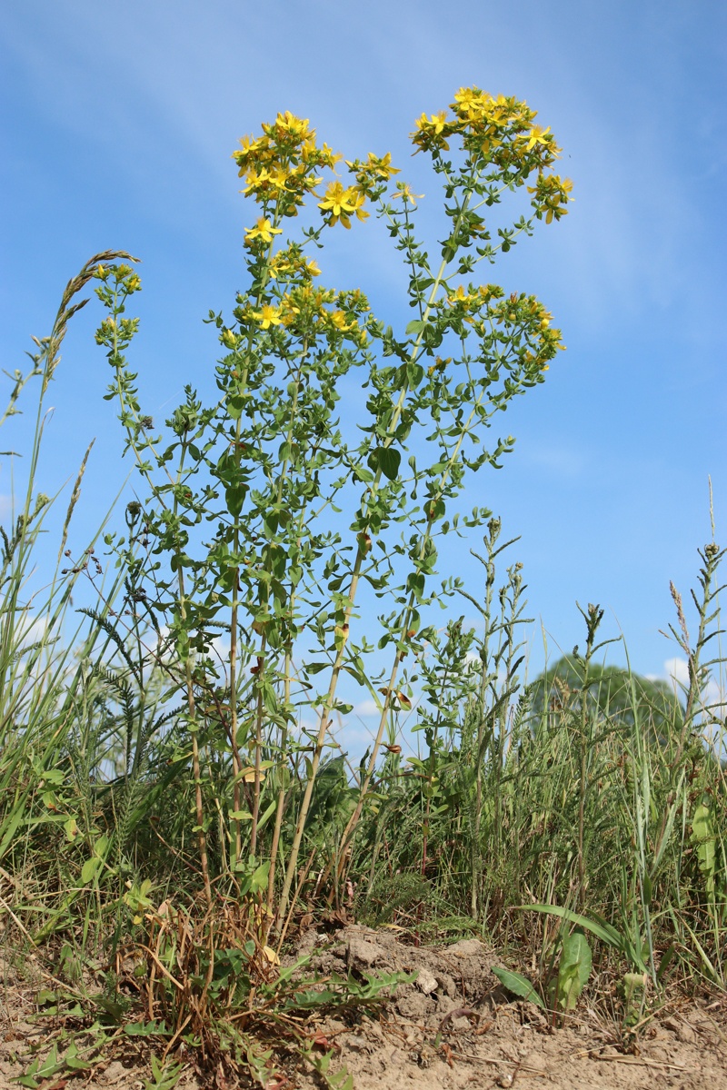 Image of Hypericum perforatum specimen.