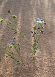 Eritrichium jacuticum. Генеративные побеги с цветками и сухими плодами, частично занесённые песком. Республика Саха (Якутия), Хангаласский улус, Мальжагарский 2-й наслег, правый берег р. Лена, тукулан Кумыс-Самага. 31.07.2023.