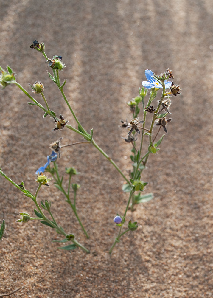 Изображение особи Eritrichium jacuticum.