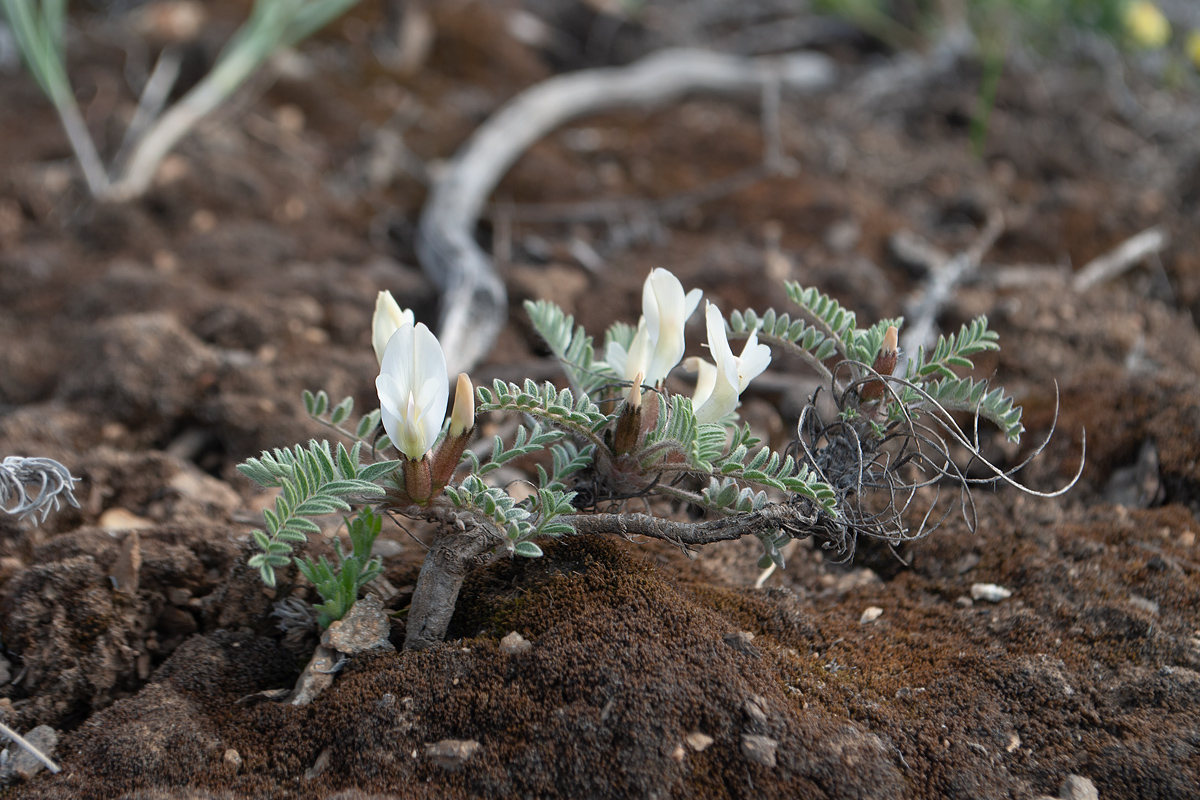 Image of Astragalus sareptanus specimen.