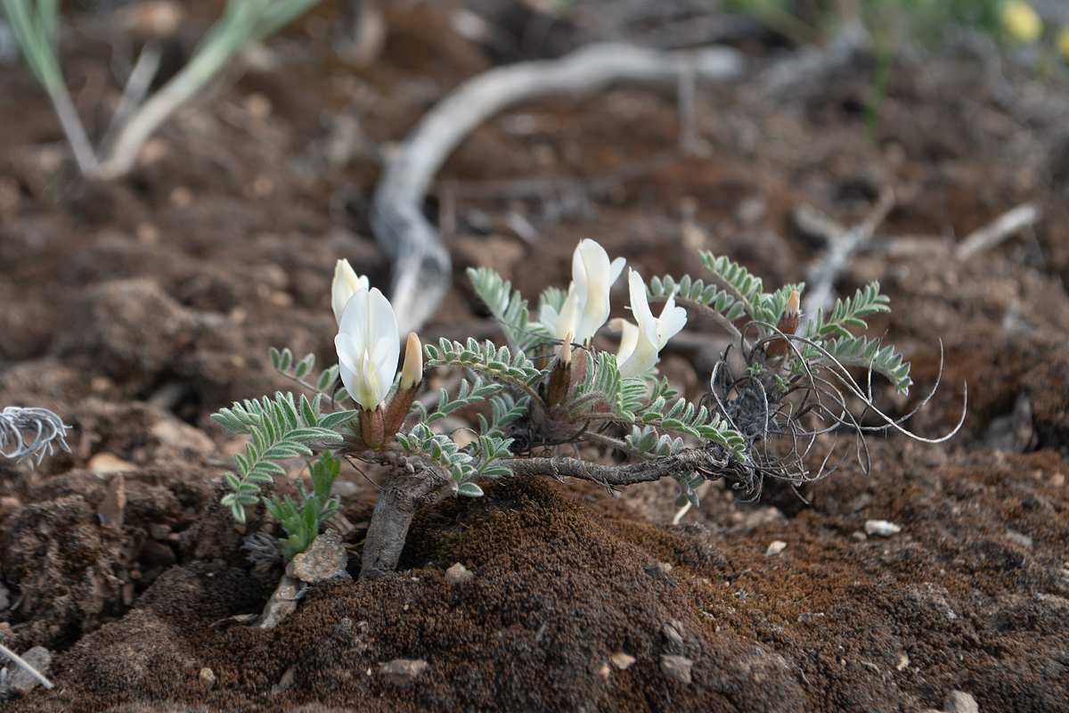 Изображение особи Astragalus sareptanus.