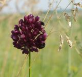 Allium rotundum. Соцветие. Север Кубани, Кущёвский заказник, остепнённый склон. 09.06.2008.