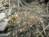 Asterella saccata