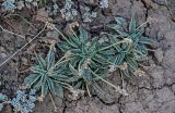 Plantago arachnoidea