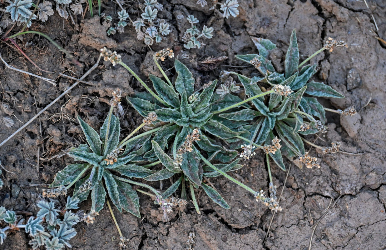 Изображение особи Plantago arachnoidea.