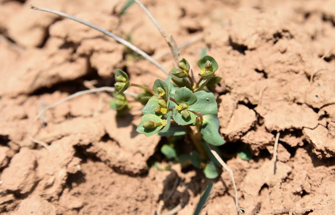 Изображение особи Euphorbia praecox.