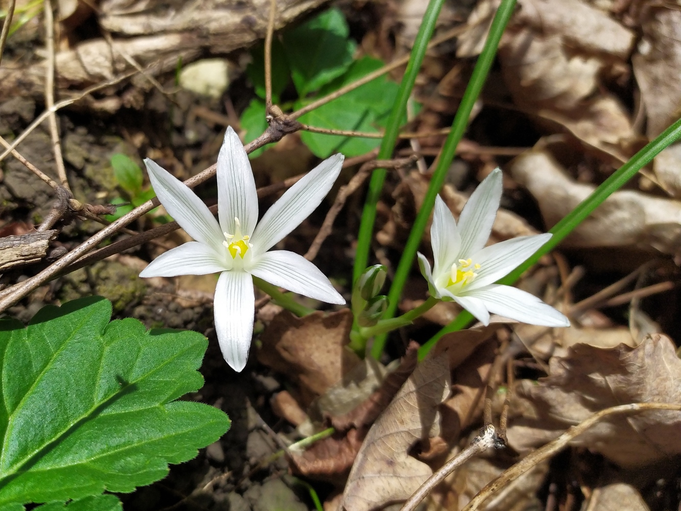 Изображение особи Ornithogalum woronowii.