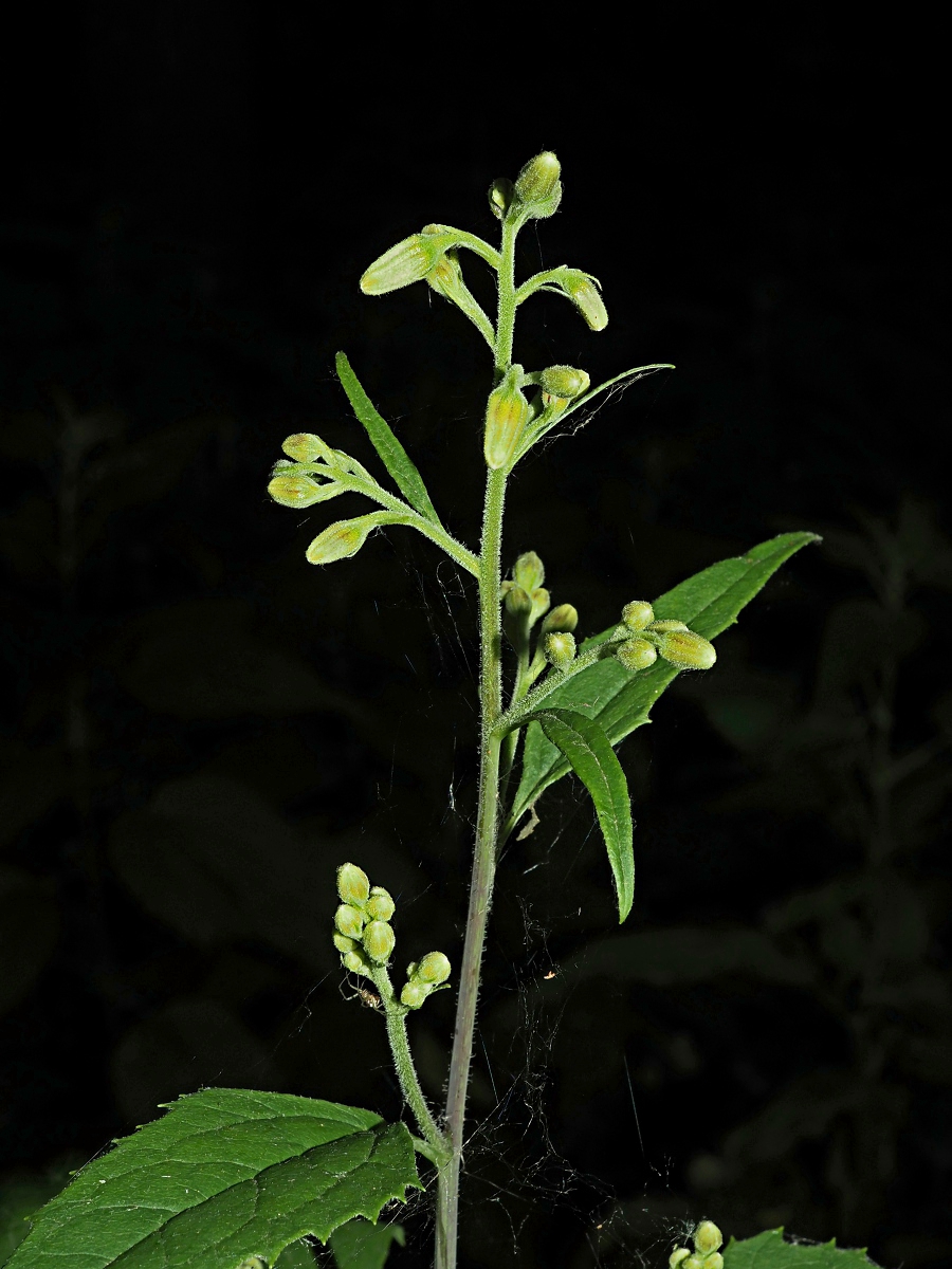 Image of Parasenecio hastatus specimen.