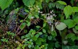 Sedum stoloniferum. Цветущее и плодоносящее растение (рядом видны побеги Rubus). Грузия, Аджария, национальный парк \"Мтирала\", широколиственный лес. 17.06.2023.