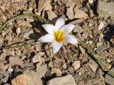 Romulea bulbocodium